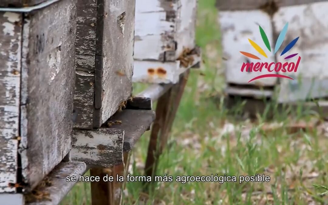 Historias de Almacén, productor Apicola